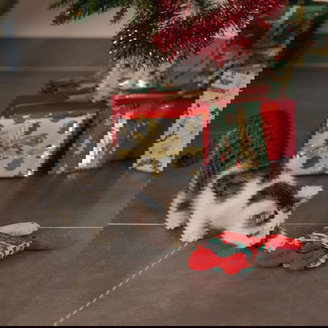 Beeztees Kattleksak Julklapp med Fiskar