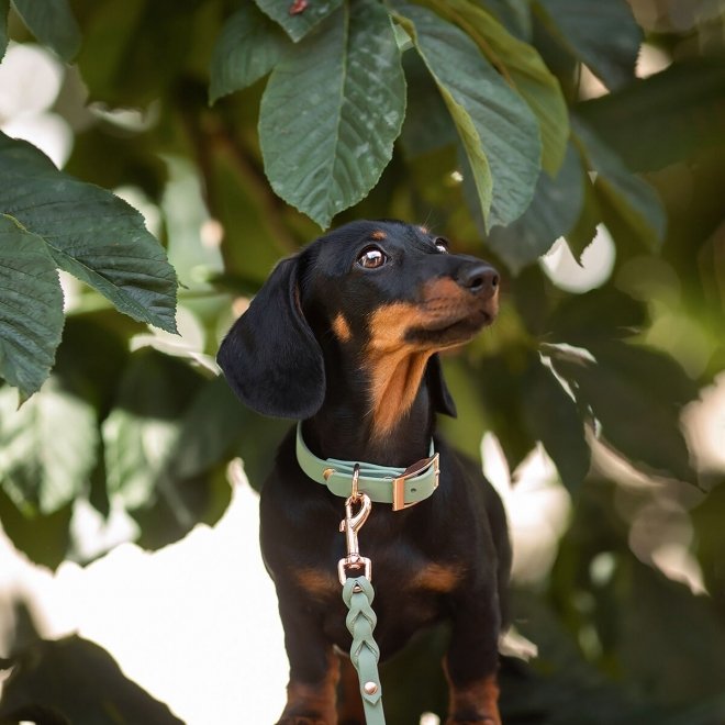 Tyylivoitto Classy Hundhalsband Ljusgrön