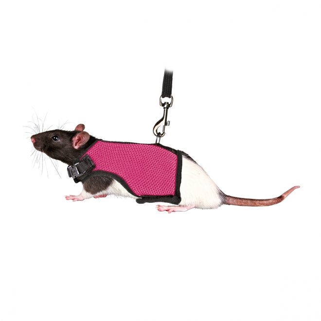 Trixie Sele och koppel Till Råtta
