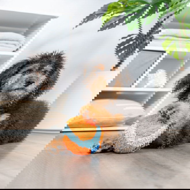 Chuckit Indoor Mjuk Hundboll