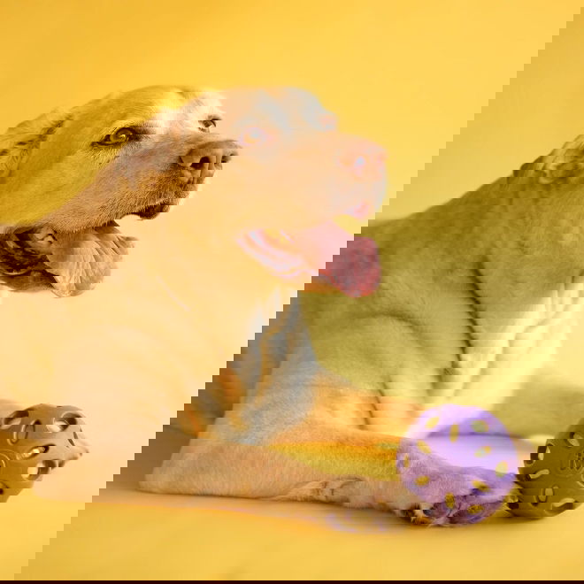 JW Crackle Heads Prasslande Hundboll L