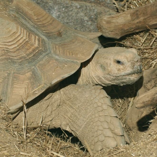 JBL Turtoise Sun Terra Vitamintillskott för Landsköldpadda