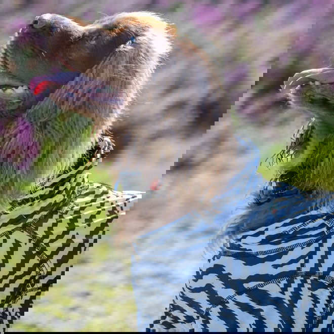Rukka Zebra Fästingskydd Hundoverall