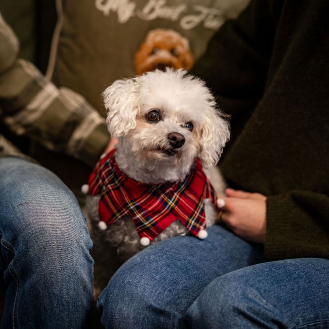 Little&Bigger Xmas Rutig Krage till Hund & Katt