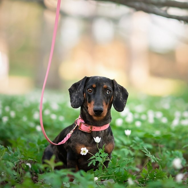 Tyylivoitto Classy Hundhalsband Ljusrosa