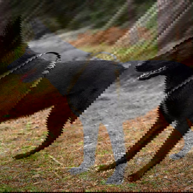 Non-Stop Dogwear Defense Line Grip Hundsele Grön
