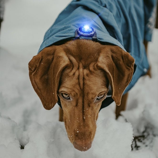 Orbiloc Säkerhetslampa till hund (Blå)