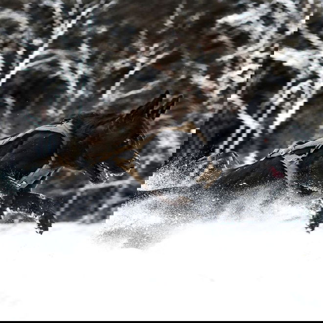 Non-Stop Dogwear Freemotion Defense Dragsele Grön